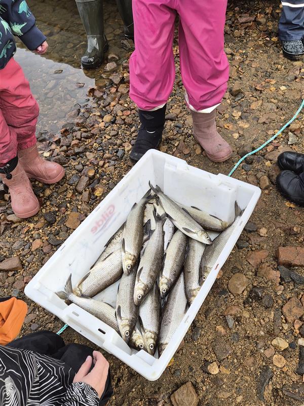 Deaddil ja stuora govva ihtá