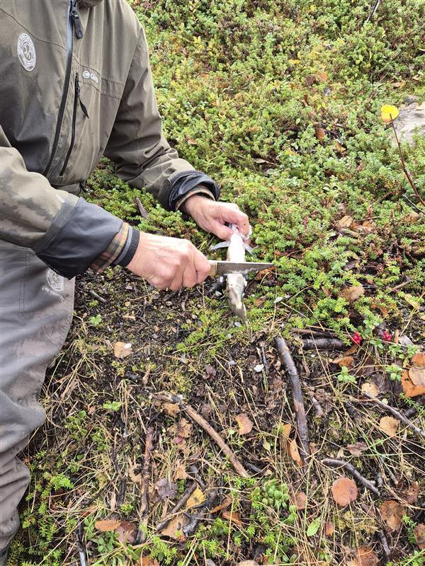 Deaddil ja stuora govva ihtá