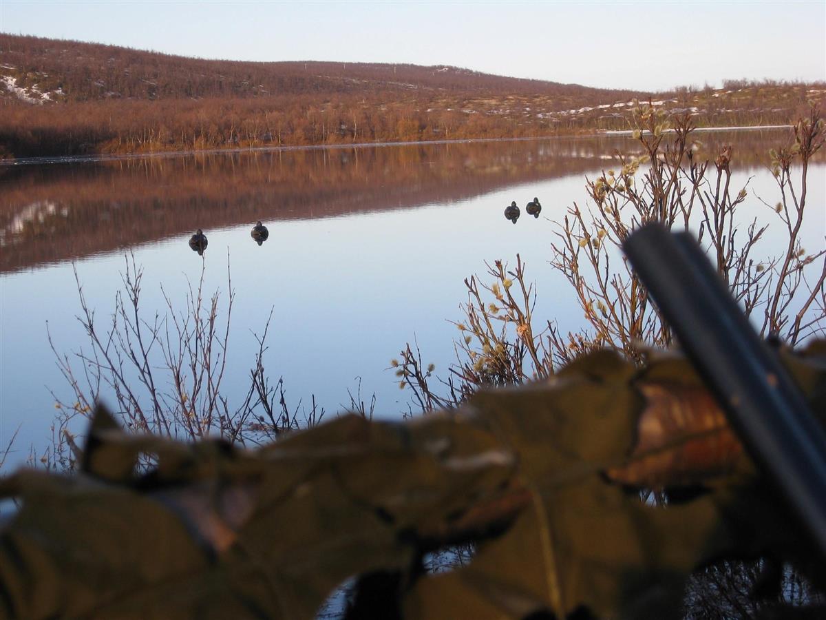Vårvinterjakt på ender (Lodden) - Klikk for stort bilde