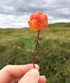 Multebær - Deaddil ja stuora govva ihtá